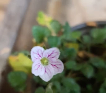 풍노초(풍로초)-흰색꽃에  분홍무늬 1