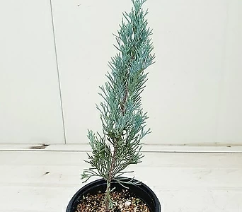 위치타블루 향나무 1