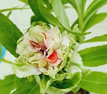 (단품)보카시겹꽃 봉숭아 1