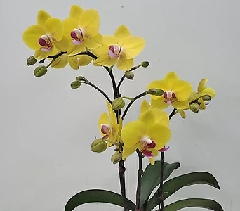 Phalaenopsis y242 1