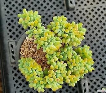 Sedum pachyphyllum 0802 1