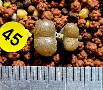 Conophytum Spp펠루시덤사우에리群生(꽃핀모습모습참고)  1