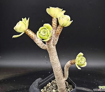 Aeonium arboreum 18-210 1