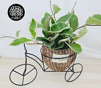 호야+자전거바구니(소), 포트10cm, 식물용인테리어바구니 1