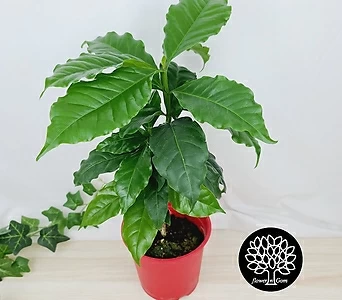 Coffea arabica , 40cm, 15cm, 1 1