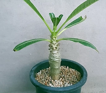 Pachypodium baronii멋쟁이아프리카식물입니다가격大비사이즈좋아요0873산아래다육이 0873 1