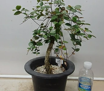 Trachelospermum asiaticum var. majus 37- -- 1