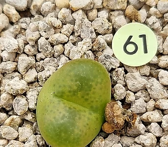 Conophytum maughanii  1