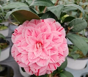 Camellia japonica 08 1