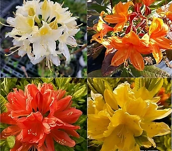 Rhododendron mucronulatum 15-- 1
