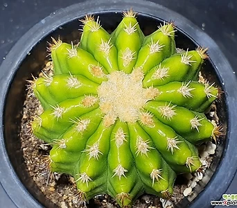 Echinocactus grusonii  1