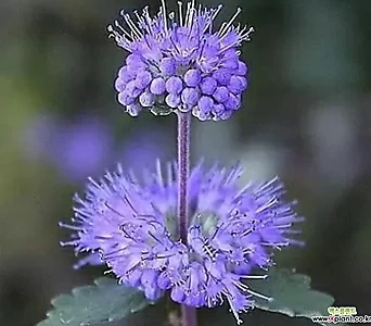 노지월동되는포기좋은보라층꽃나무  1