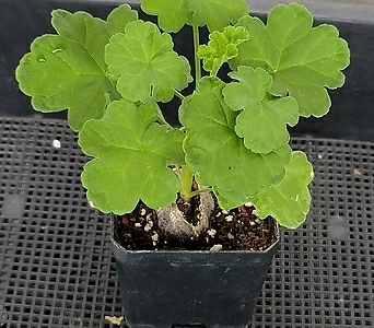 Geranium/Pelargonium . 1