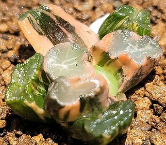 Sedum spurium Tricolor万象錦(뿌리나오기시작임) トリカラー