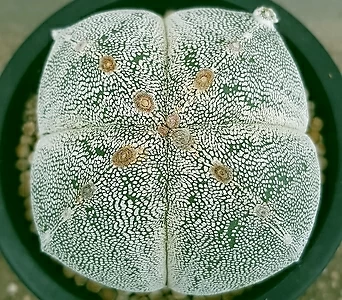 Astrophytum myriostigma cv. ONZUKA 0890 1