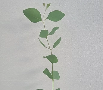 Eucalyptus 15-25cm 59 1