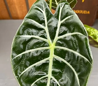 왓소니아 글로시 알로카시아 잎이 크고 멋진아이 1