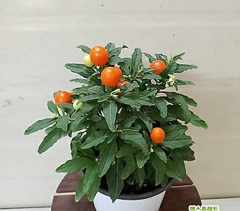 Solanum pseudocapsicum L. 048 1
