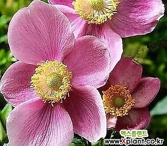 추명국 (분홍꽃/소품) 가을에 매혹적인 핑크색 꽃을 피우는 추명국 1