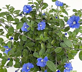 아메리칸 블루 (풍성/소품) 무더운 여름 보고만 있어도 시원한 파랑색꽃 1