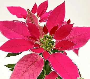 포인세티아 러브유 핑크 (풍성소품) 여름에 미리만나는 핑크빛 크리스마스 1