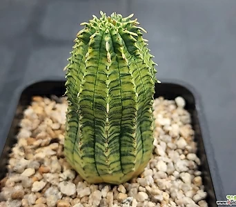 Euphorbia obesa (Baseball Plant) 69 1