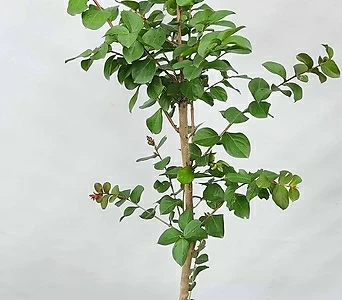 다이나마이트 ( 베롱나무 , 백일홍 , 빨강꽃 , 90-110cm ) 1