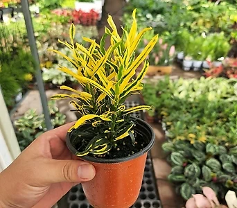 실크로톤  인기공기정화식물 밝은 노랑빛 잎01 1