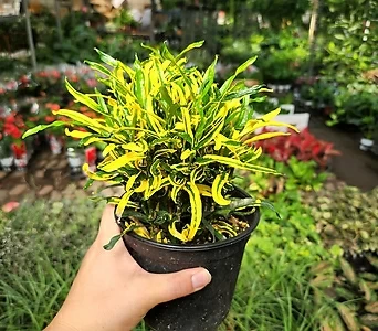 실크로톤 02번 밝은 노랑빛잎 인기공기정화식물 1