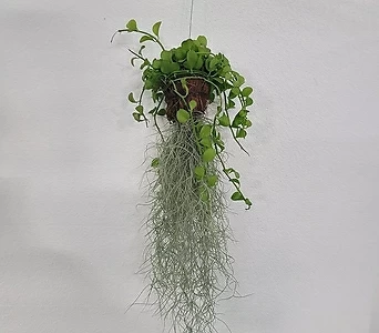 실내공기정화식물 디시디아그린반볼 수염틸란드시아 50-70cm 95 1