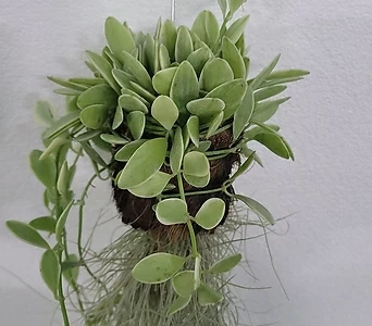 실내공기정화식물 디시디아화이트반볼 수염틸란드시아 50-70cm 99 1