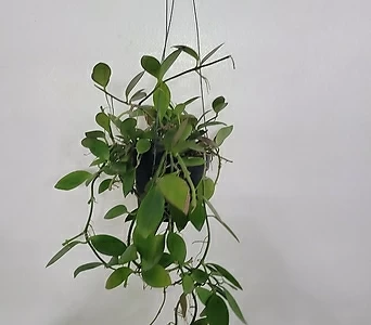 Hoya carnosa 50-70cm 219 1
