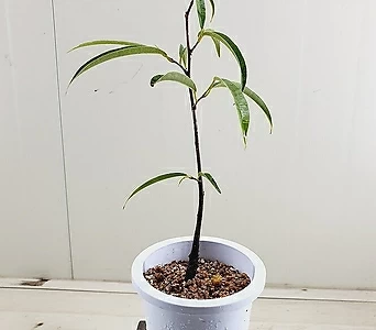 Ficus elastica 4 1