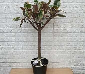 수채화 고무나무75 - 공기정화식물 1