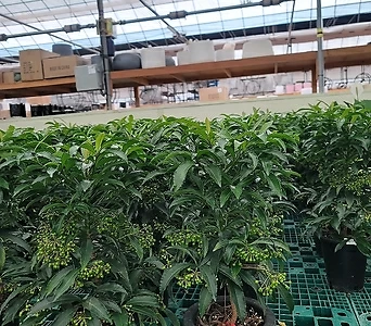 variegated 240 1