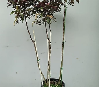 Calla palustris Zantedeschia  1