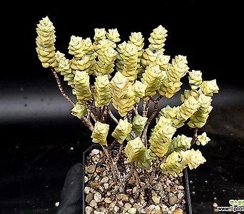 Crassula Rupestris variegata 3-101 1