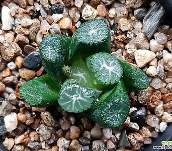 Haworthia maughanii 72-97 1