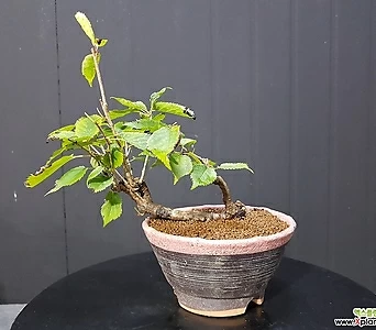왕벗나무 (연근) 1