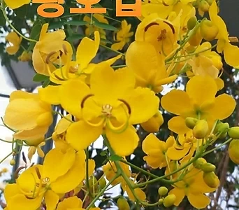 황Echeveria agavoides f.cristata접3번 3 1