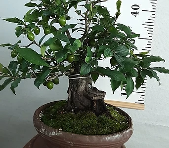 Diospyros rhombifolia  1