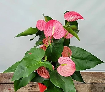 분홍 안스리움 ( 분홍 꽃 , 50-60cm ) 1