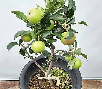 부사 사과 분재 ( 열매 , 동일품 , 65-75cm ) 1