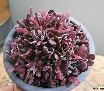 Crassula pubescens 8/13-635 1