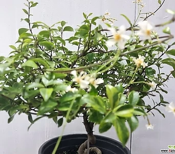 Trachelospermum asiaticum var. majus (Nakai) Ohwi  1