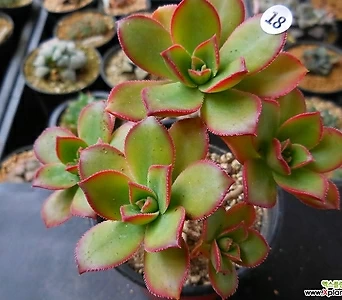 Aeonium decorum f variegata  1