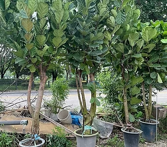 떡갈고무나무 2.5M 1