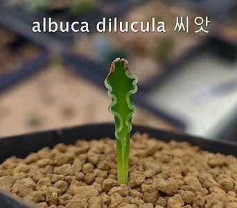 (씨앗5립)Albuca dilucula 알부카 딜루쿨라 희귀 씨앗 1