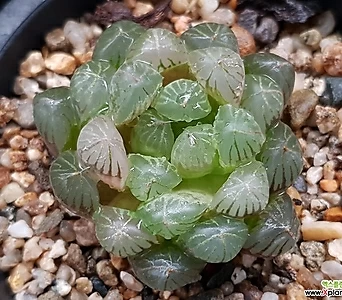 Echeveria agavoides f.cristata박草玉露金74-90 74-90 1