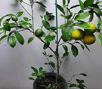 오렌지나무/동일품배송 1
